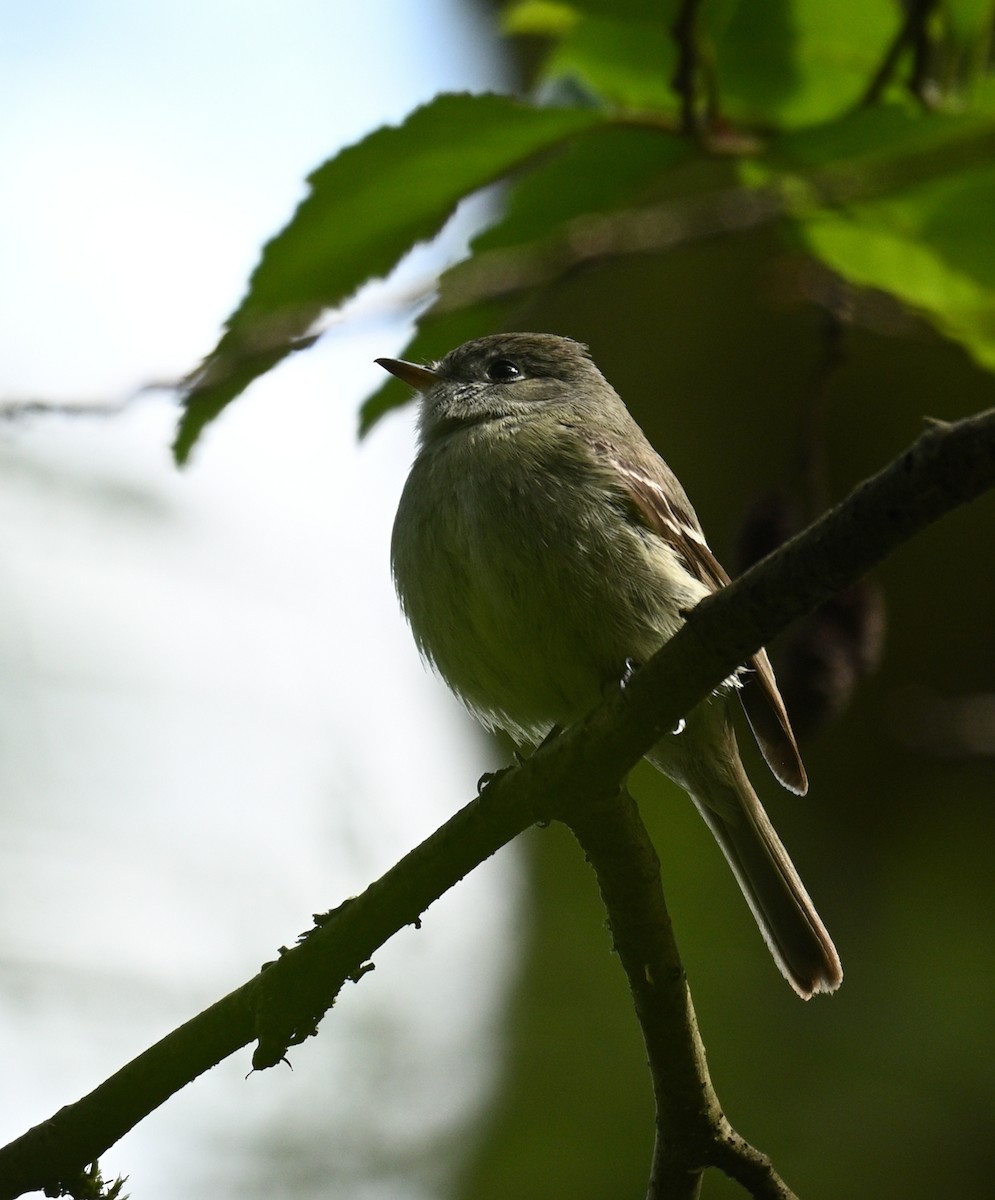 Hammond's Flycatcher - Rod McLatchy