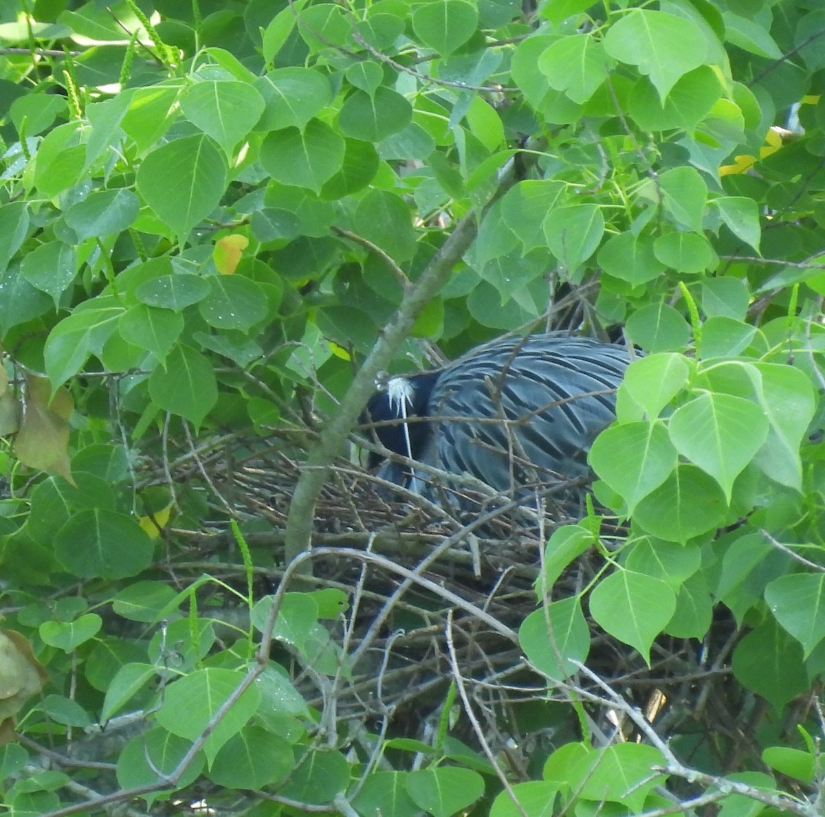 Yellow-crowned Night Heron - ML618234518