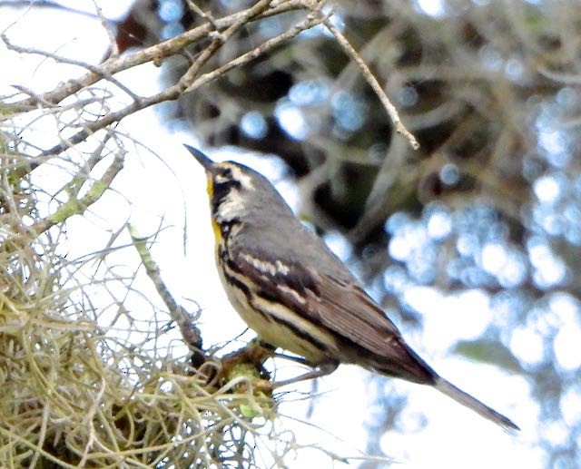 Yellow-throated Warbler - Vern Tunnell