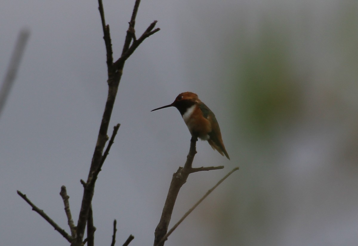 Allen's Hummingbird - ML618234536