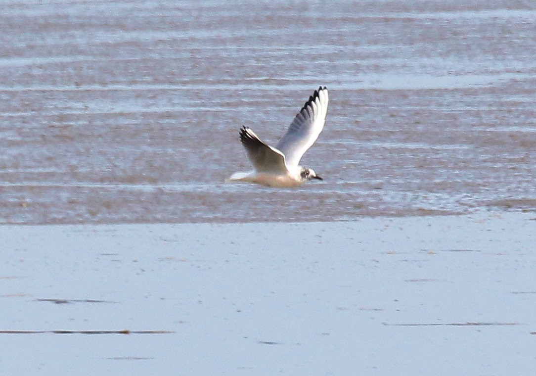 Black-headed Gull - ML618234540