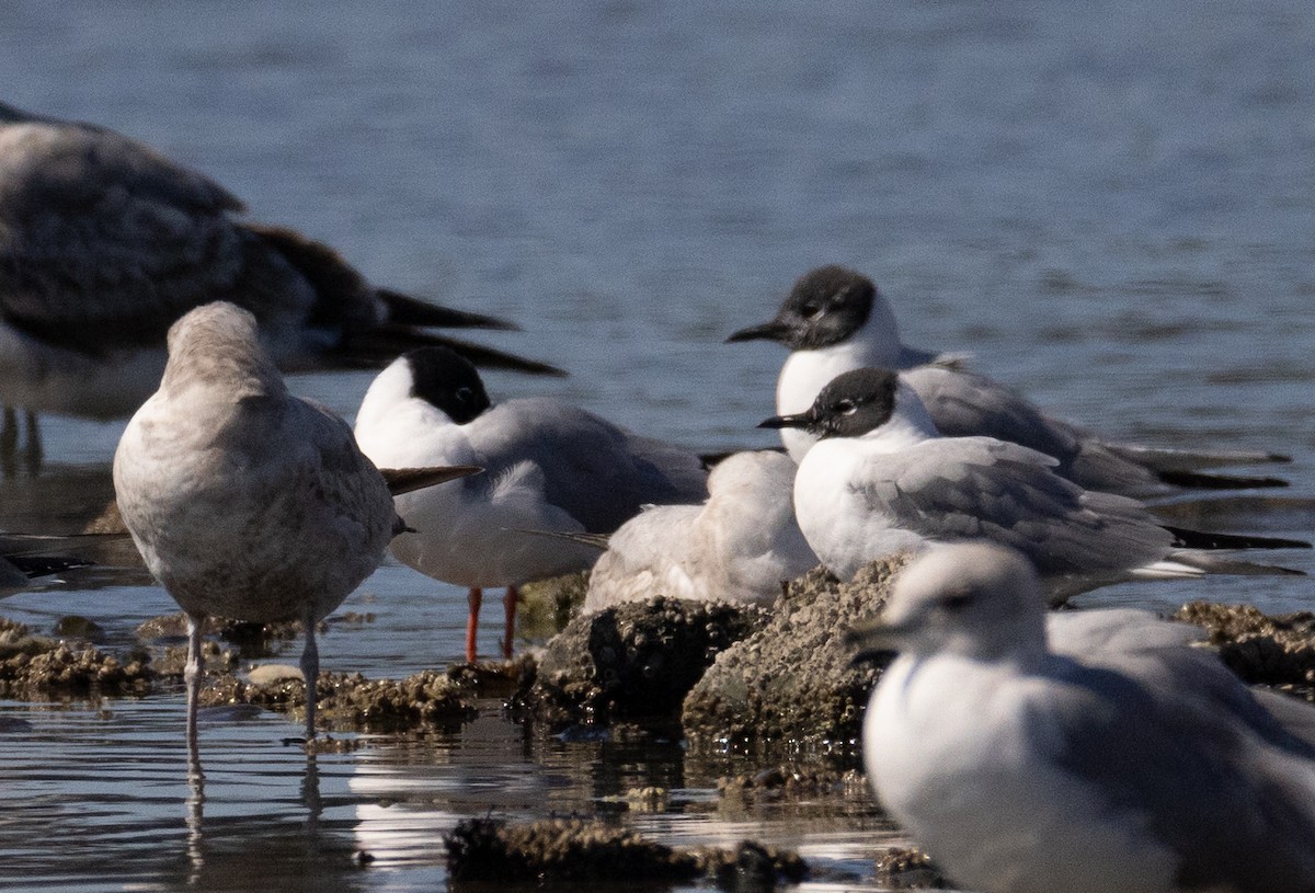 Bonaparte's Gull - Phil Green