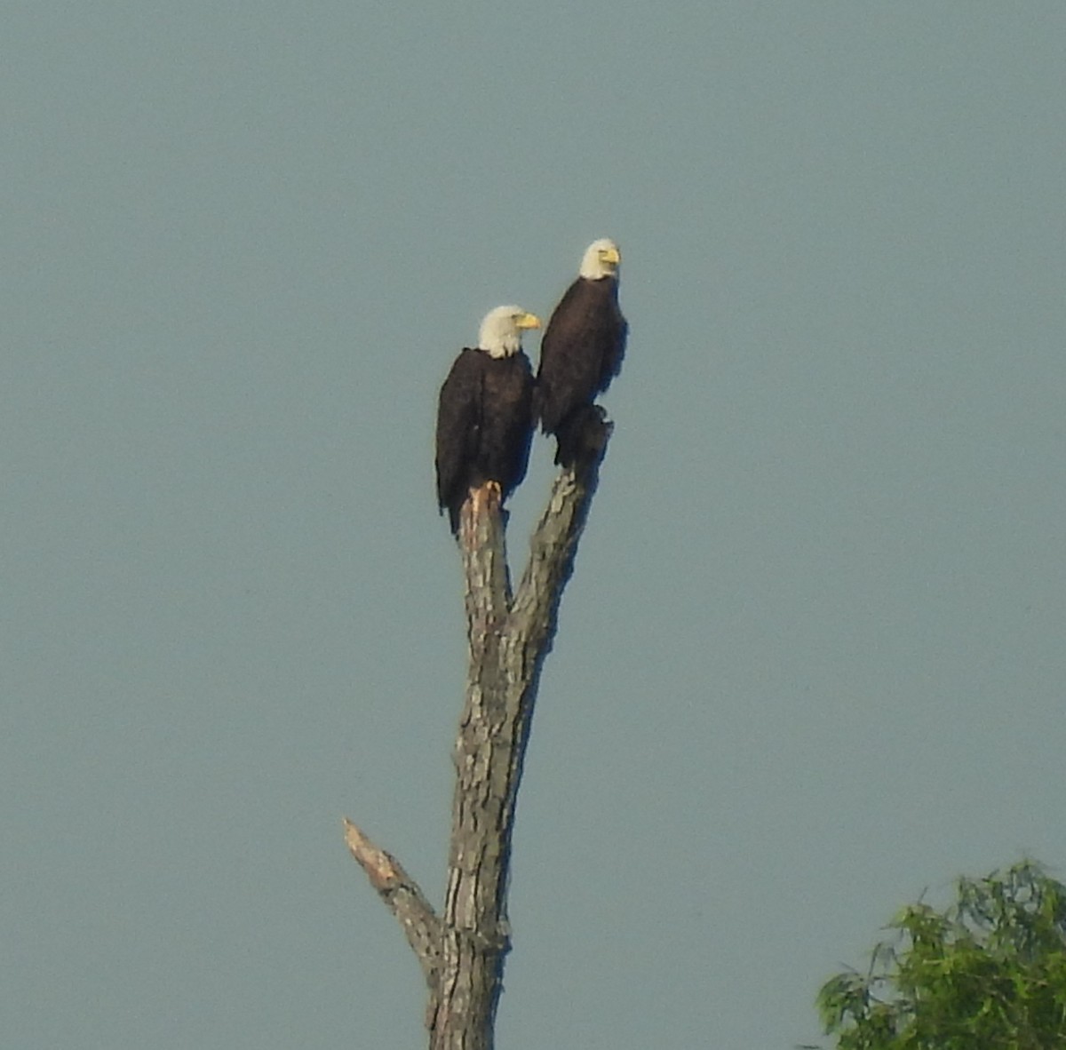 Bald Eagle - ML618234558