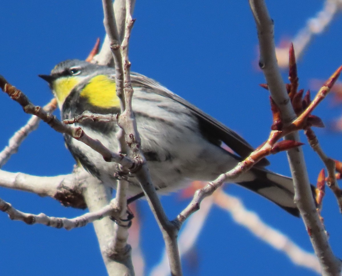 Yellow-rumped Warbler - BEN BAILEY