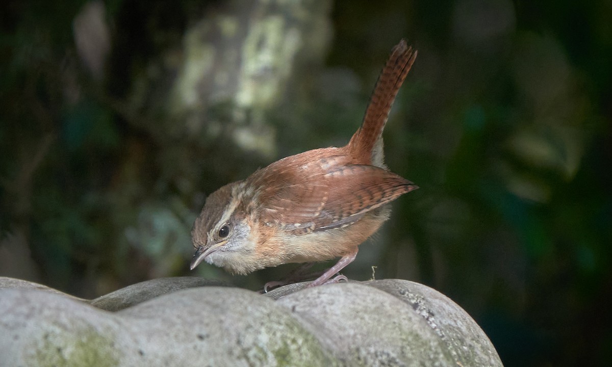 Carolina Wren - Stephen Mann