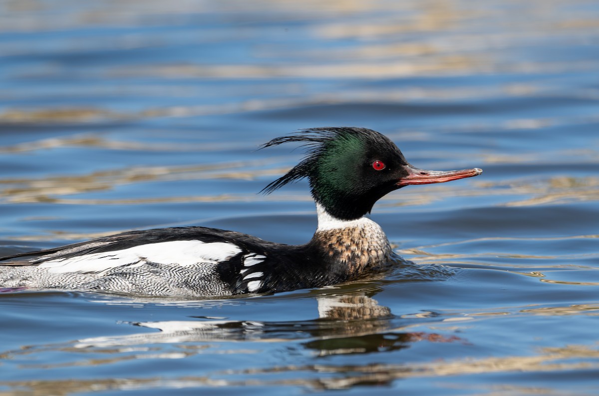 Red-breasted Merganser - Herb Elliott