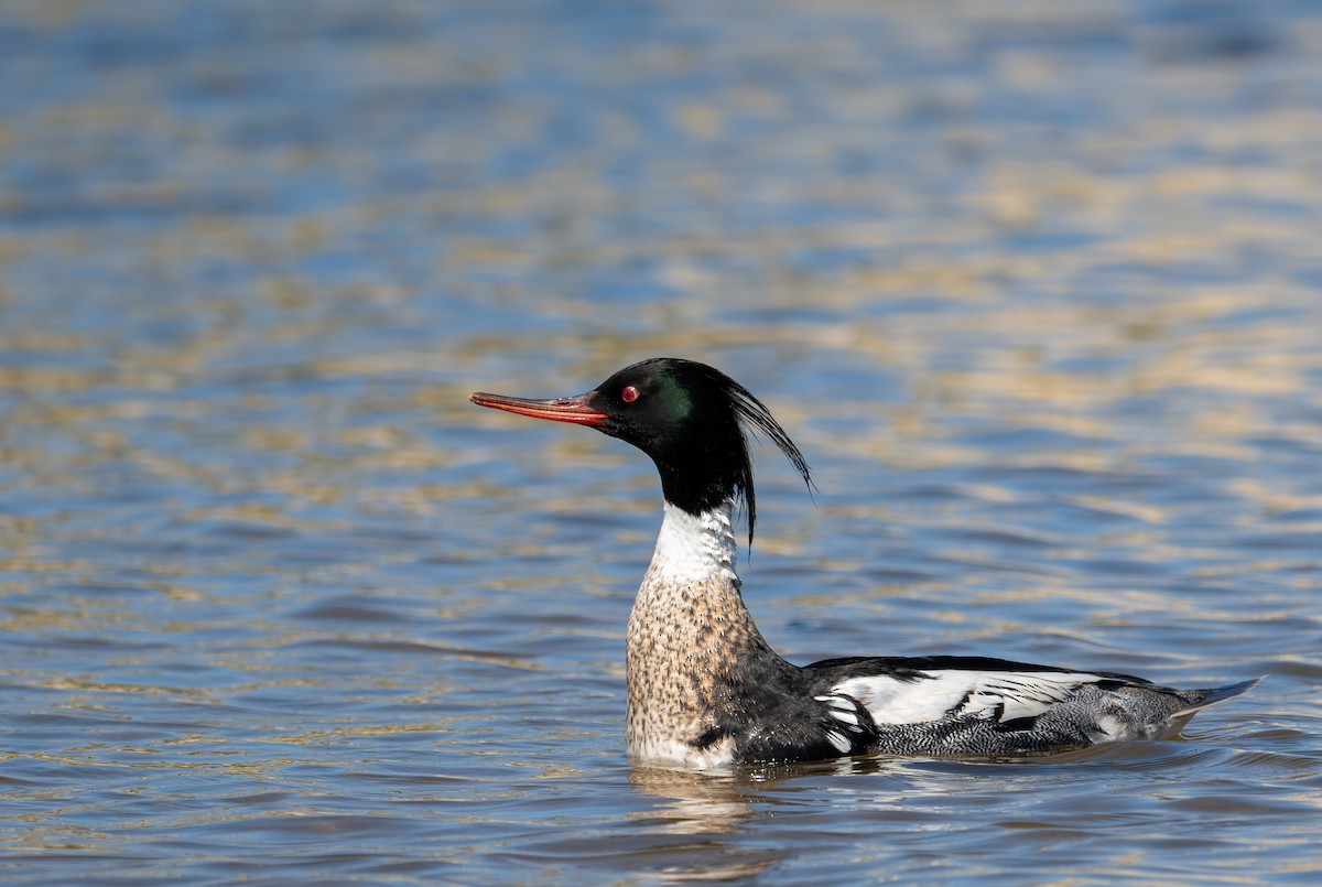 Red-breasted Merganser - Herb Elliott