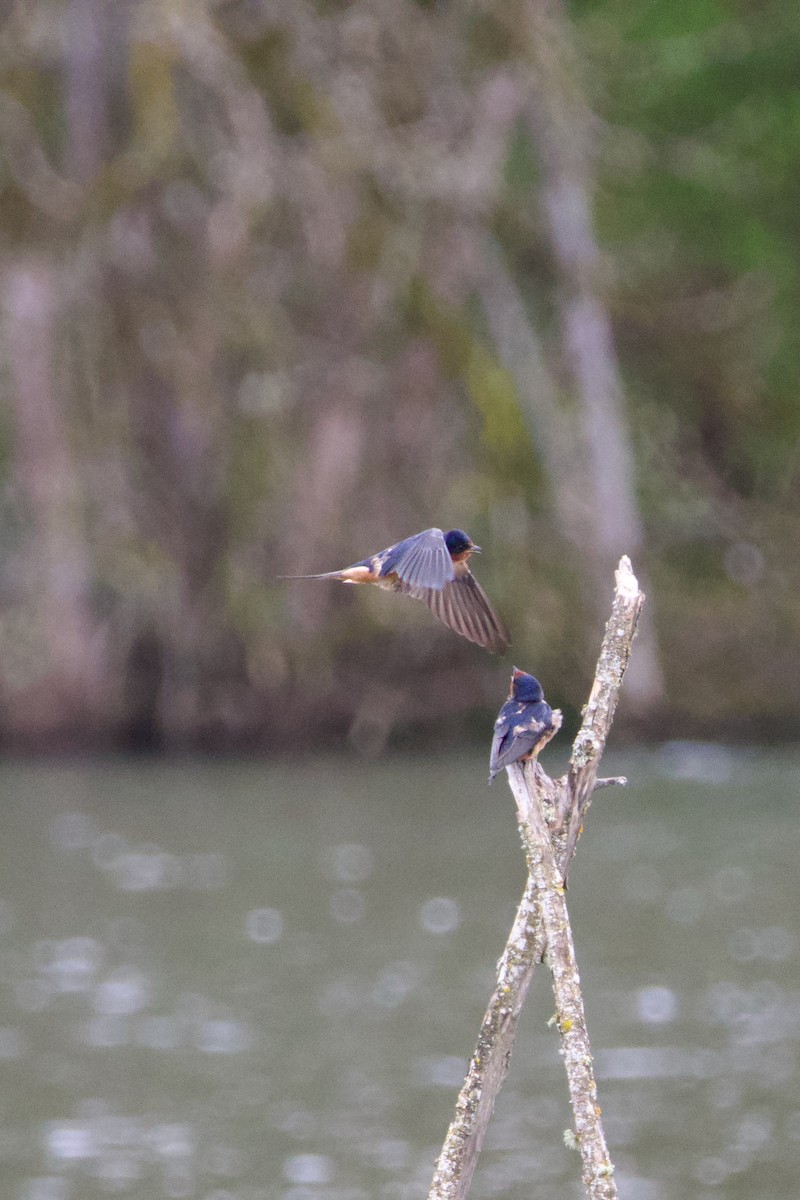 Barn Swallow - Anonymous