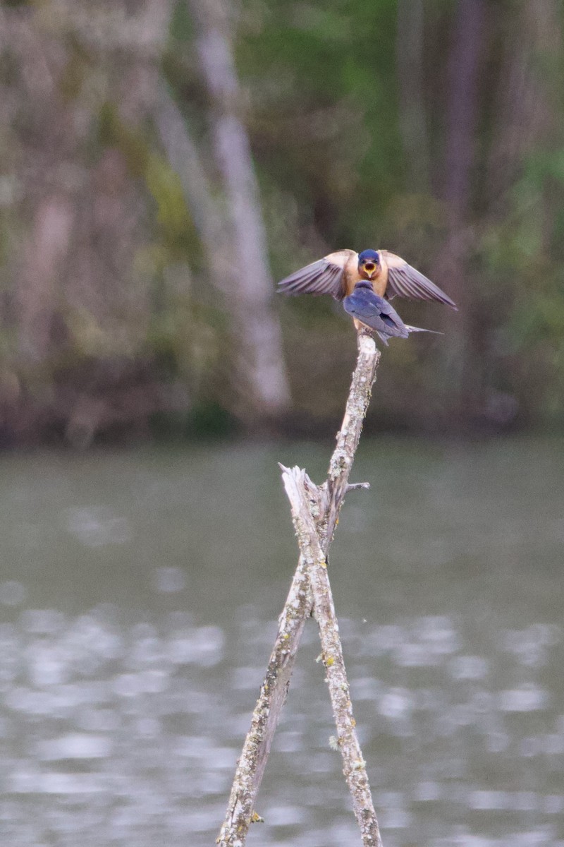 Barn Swallow - Anonymous