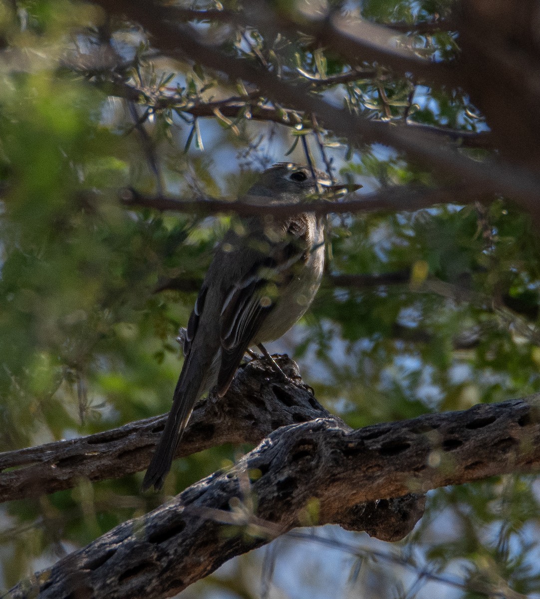 Hammond's Flycatcher - David Robinson