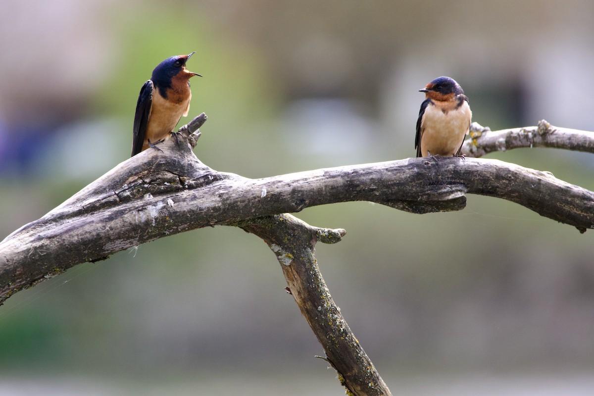 Barn Swallow - ML618234629