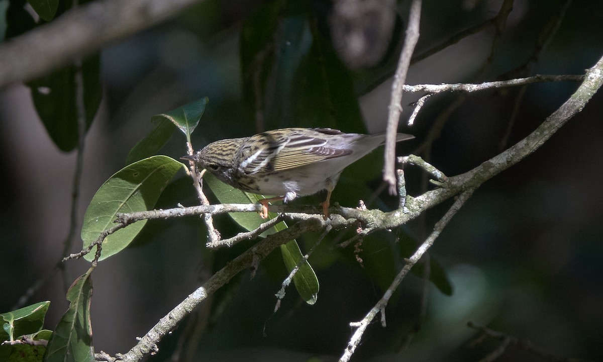 Blackpoll Warbler - Stephen Mann