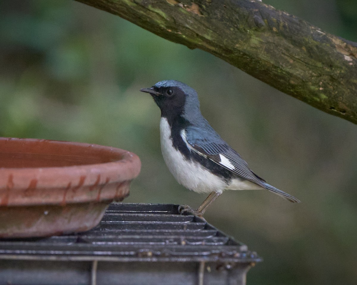 Black-throated Blue Warbler - Stephen Mann