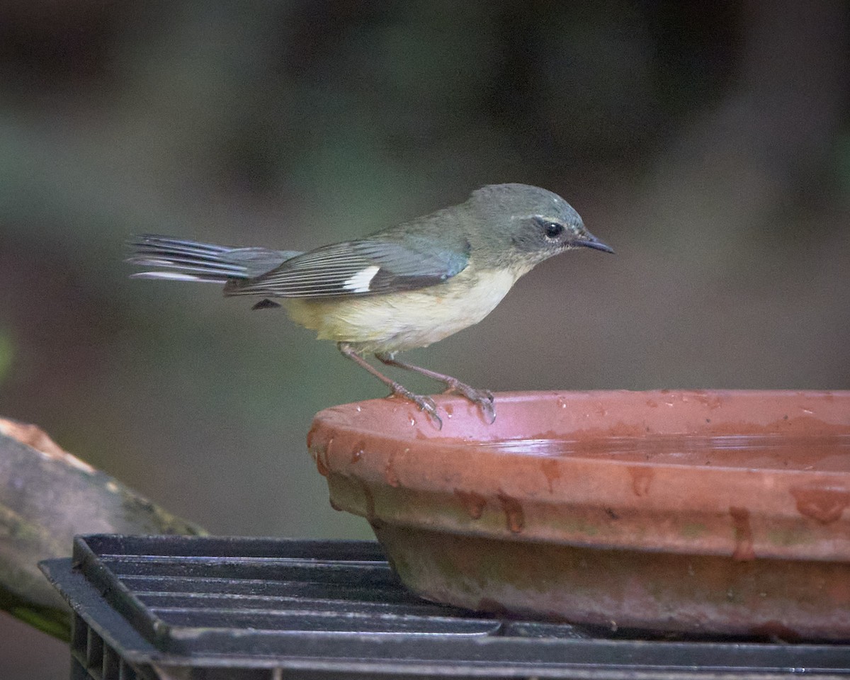 Black-throated Blue Warbler - Stephen Mann