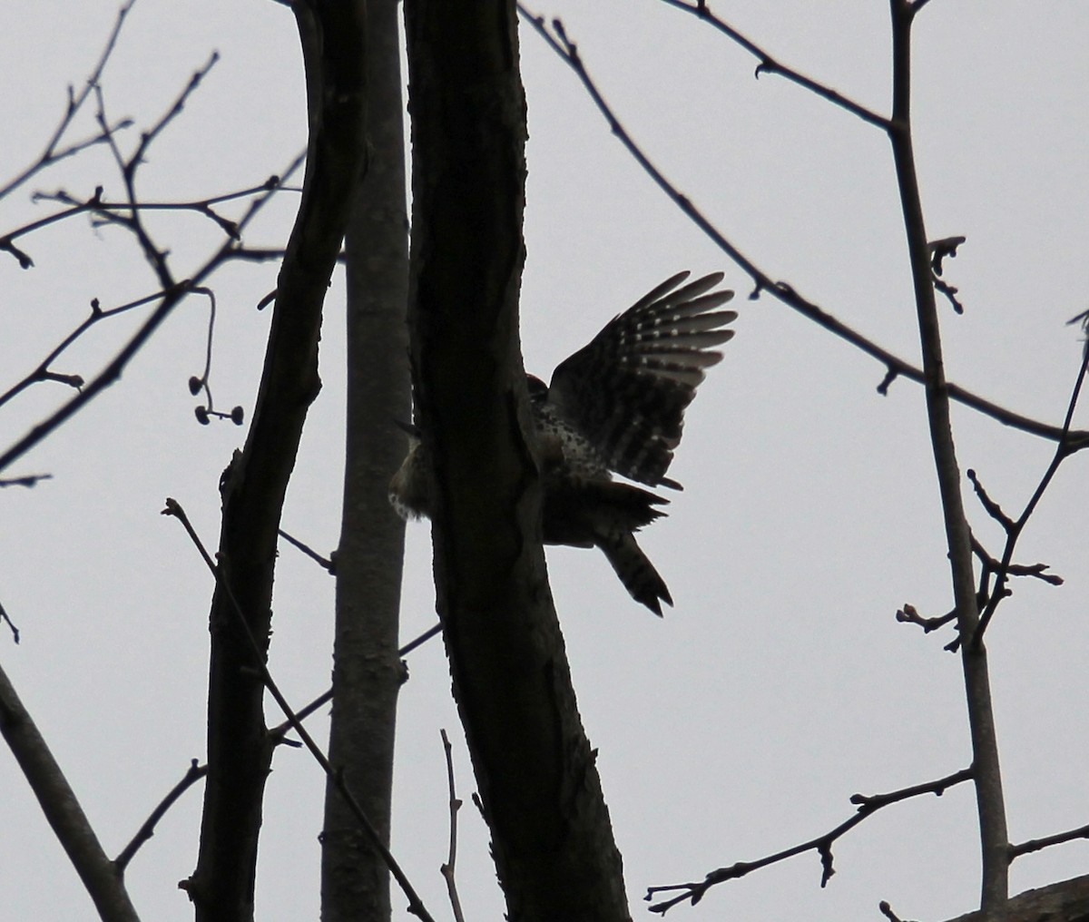 Nuttall's Woodpecker - Brenda Andrews