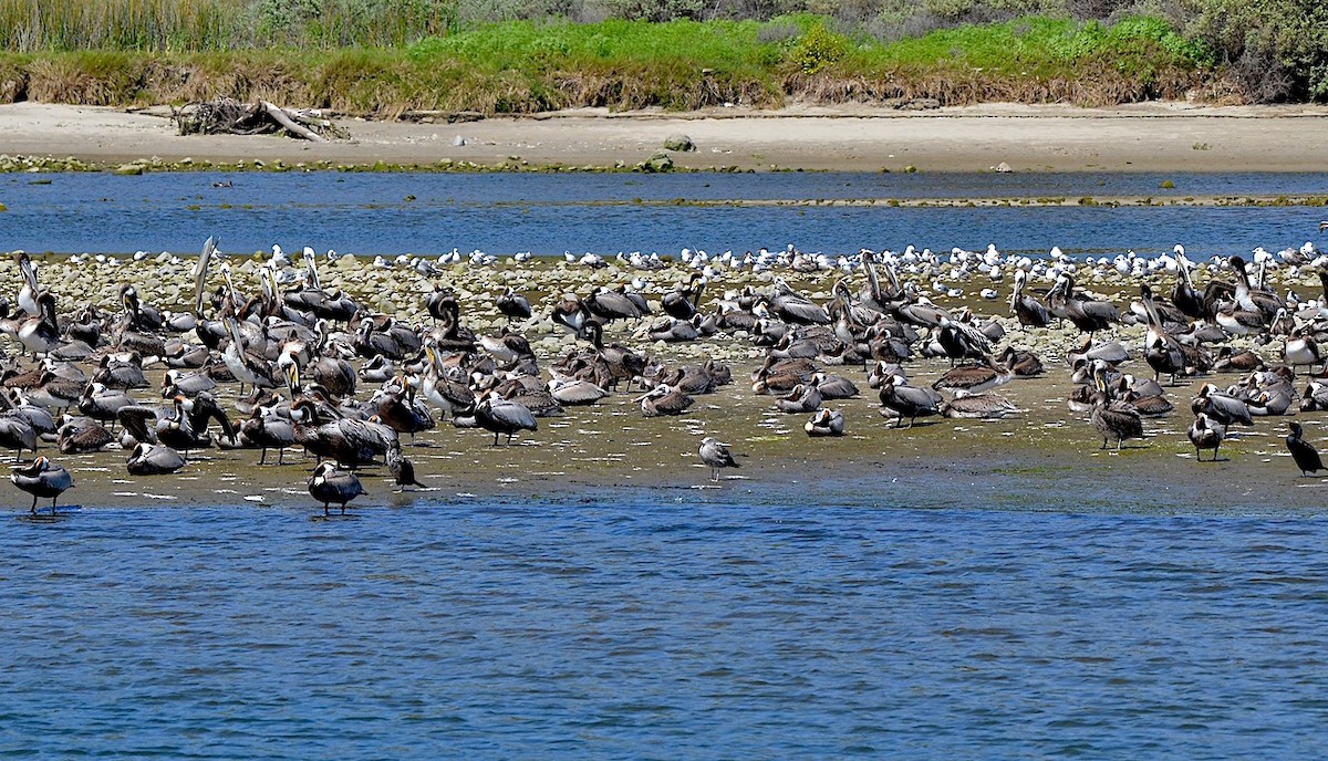 Brown Pelican - ML618234676