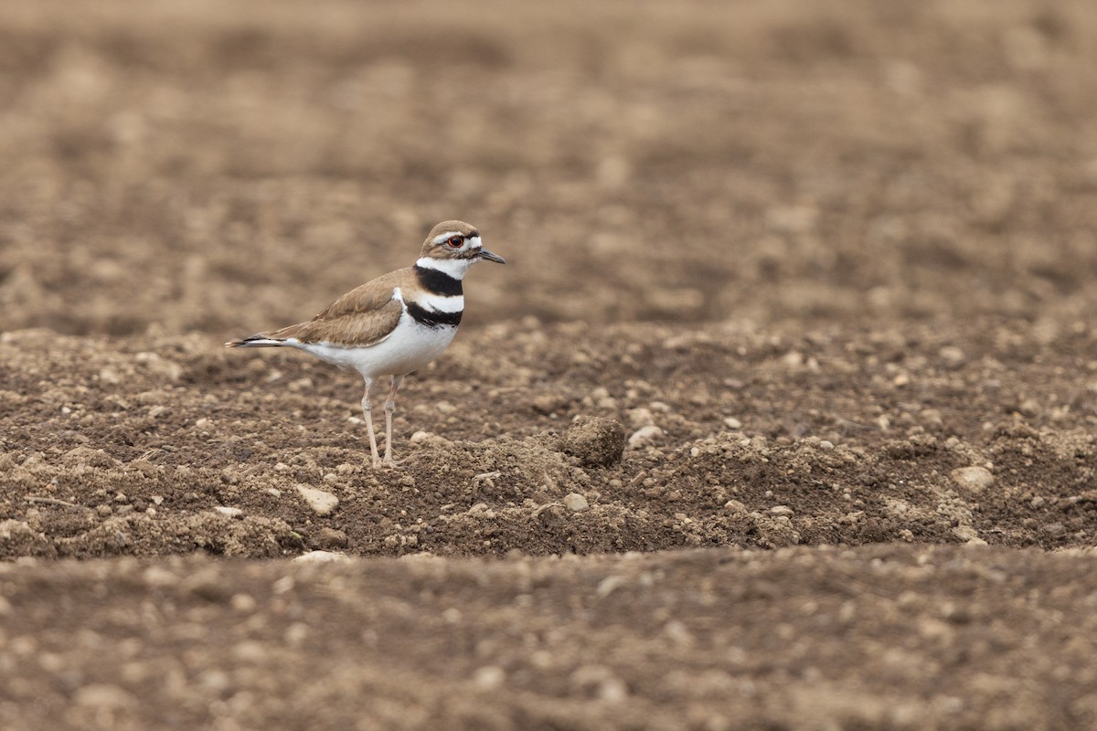 Killdeer - Harris Stein