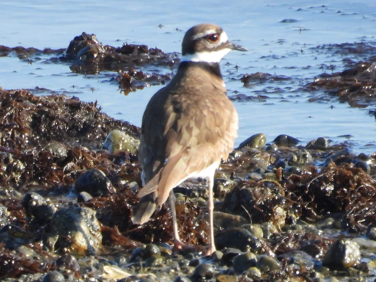 Killdeer - Gary Hantsbarger