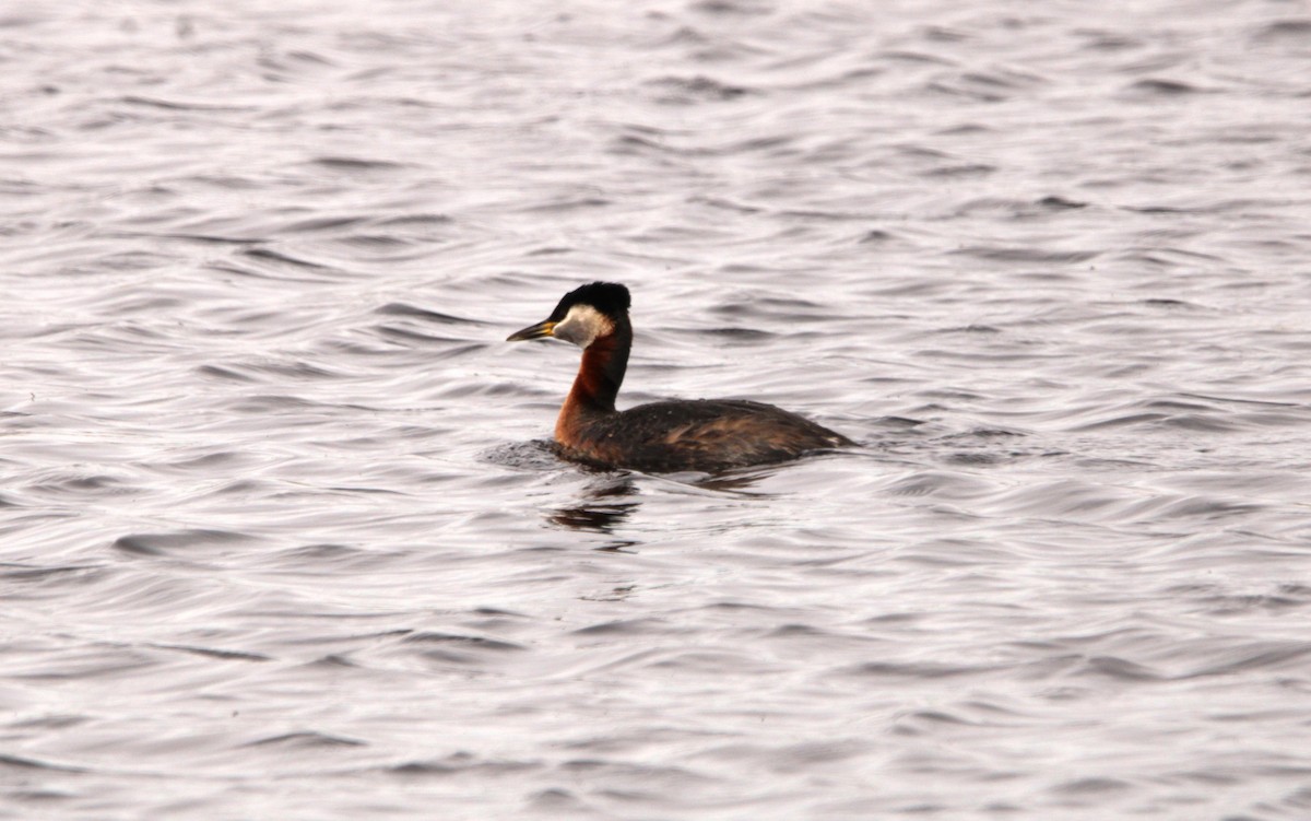 Red-necked Grebe - ML618234722