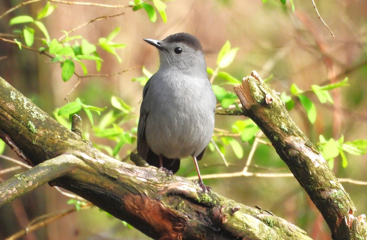 Gray Catbird - Kieran Dykstra