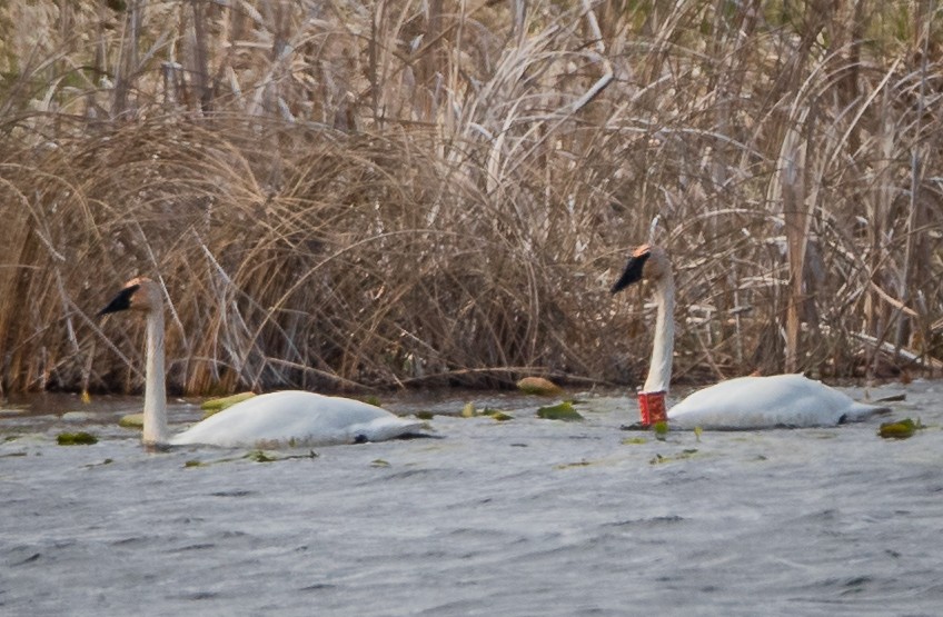 Trumpeter Swan - bj worth