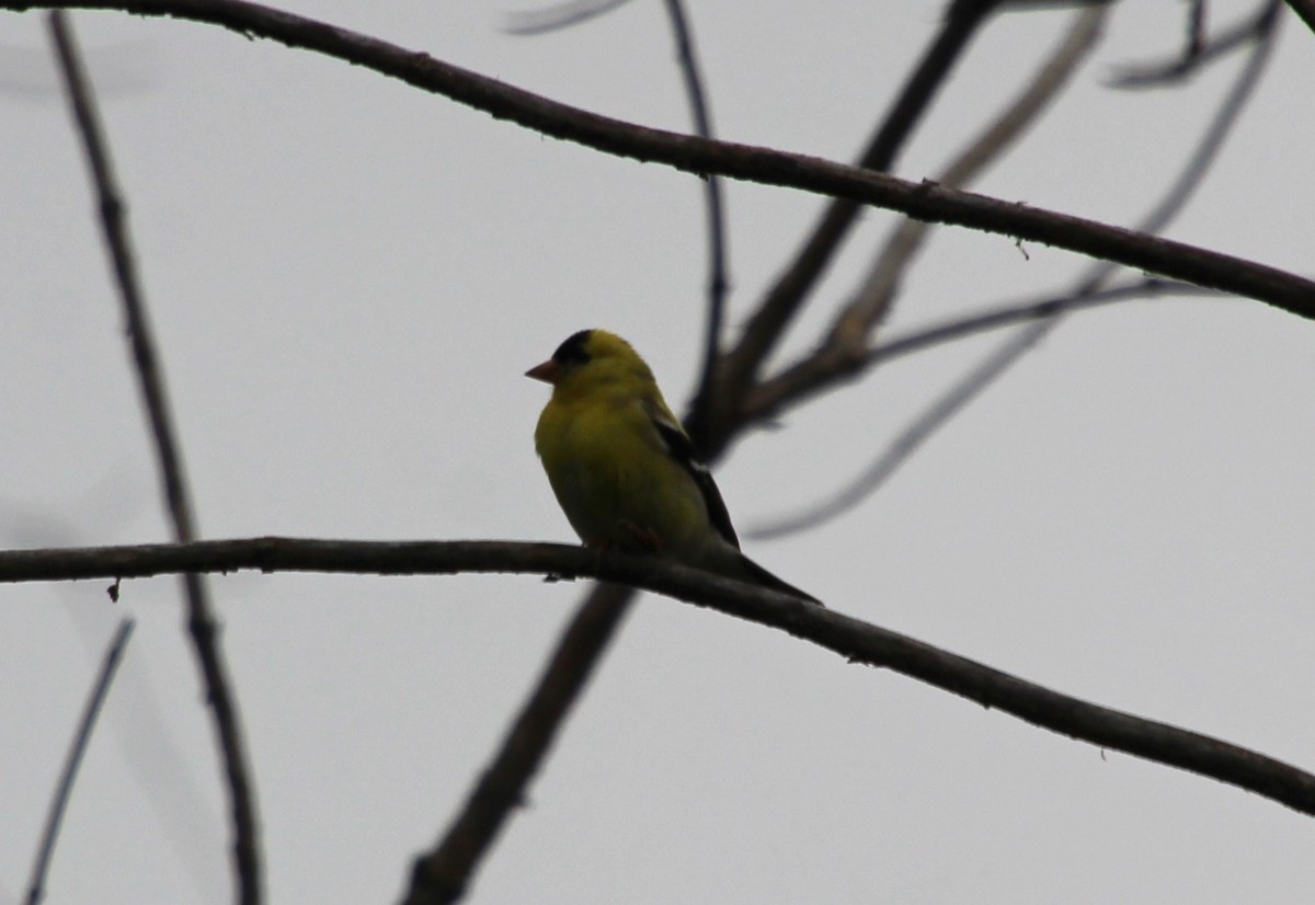 Chardonneret jaune - ML618234775