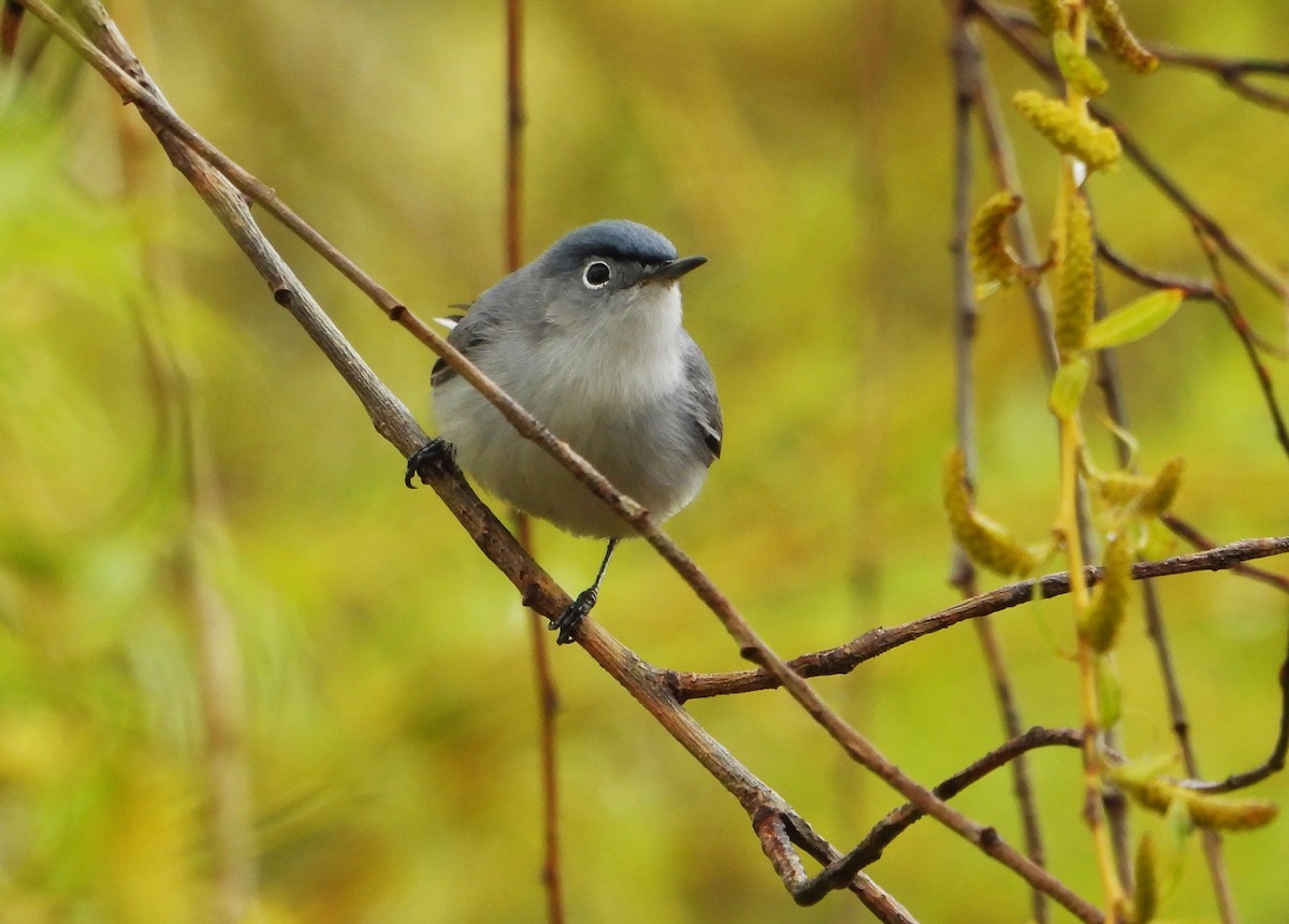 Blue-gray Gnatcatcher - Kieran Dykstra