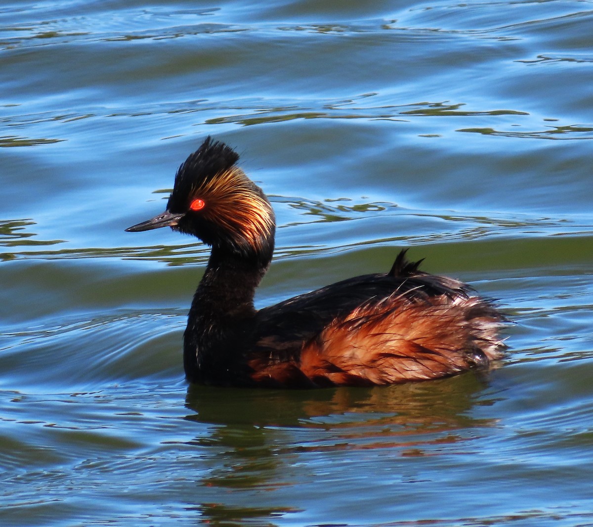 Eared Grebe - Maggie Smith