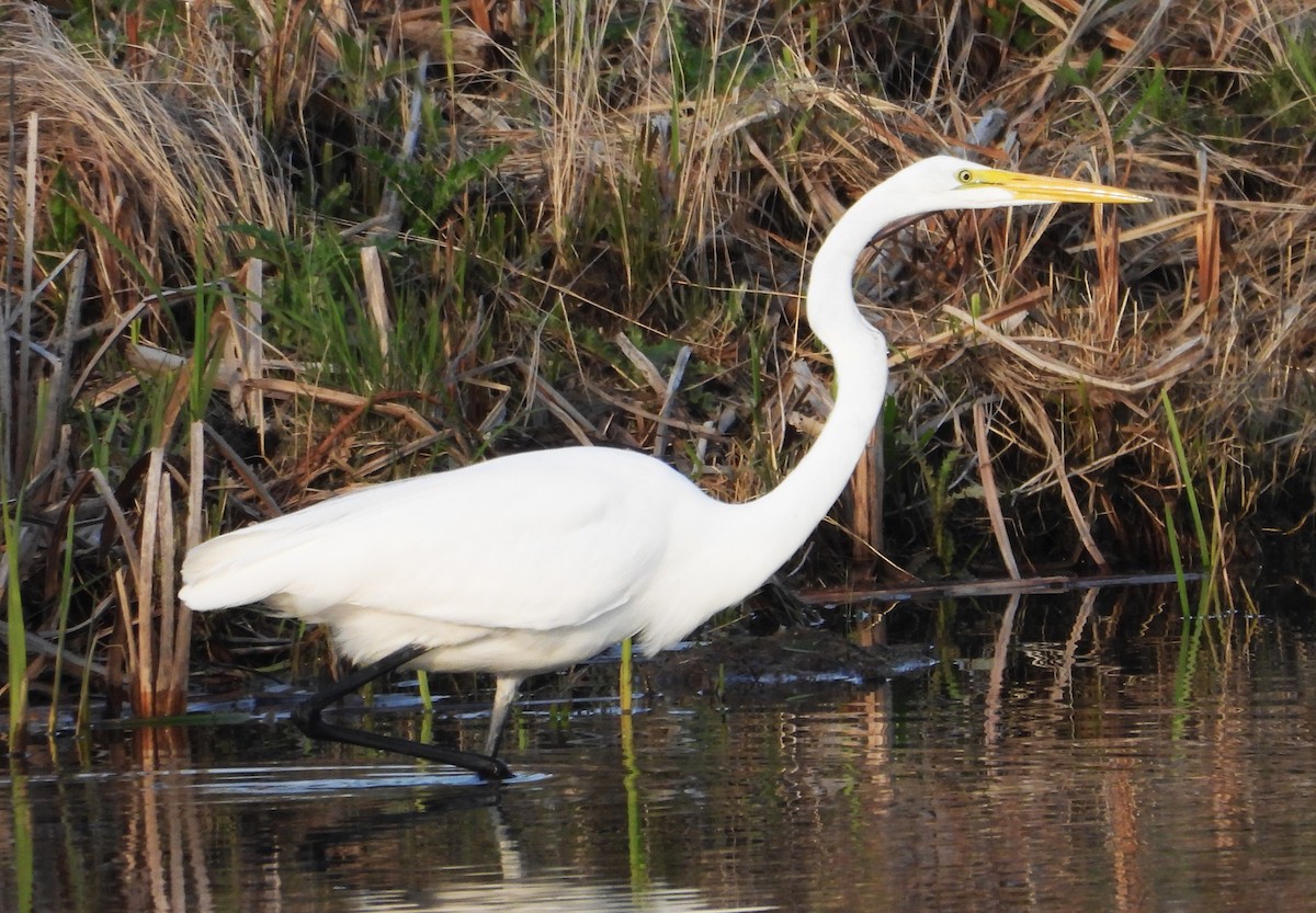 Great Egret - ML618234828