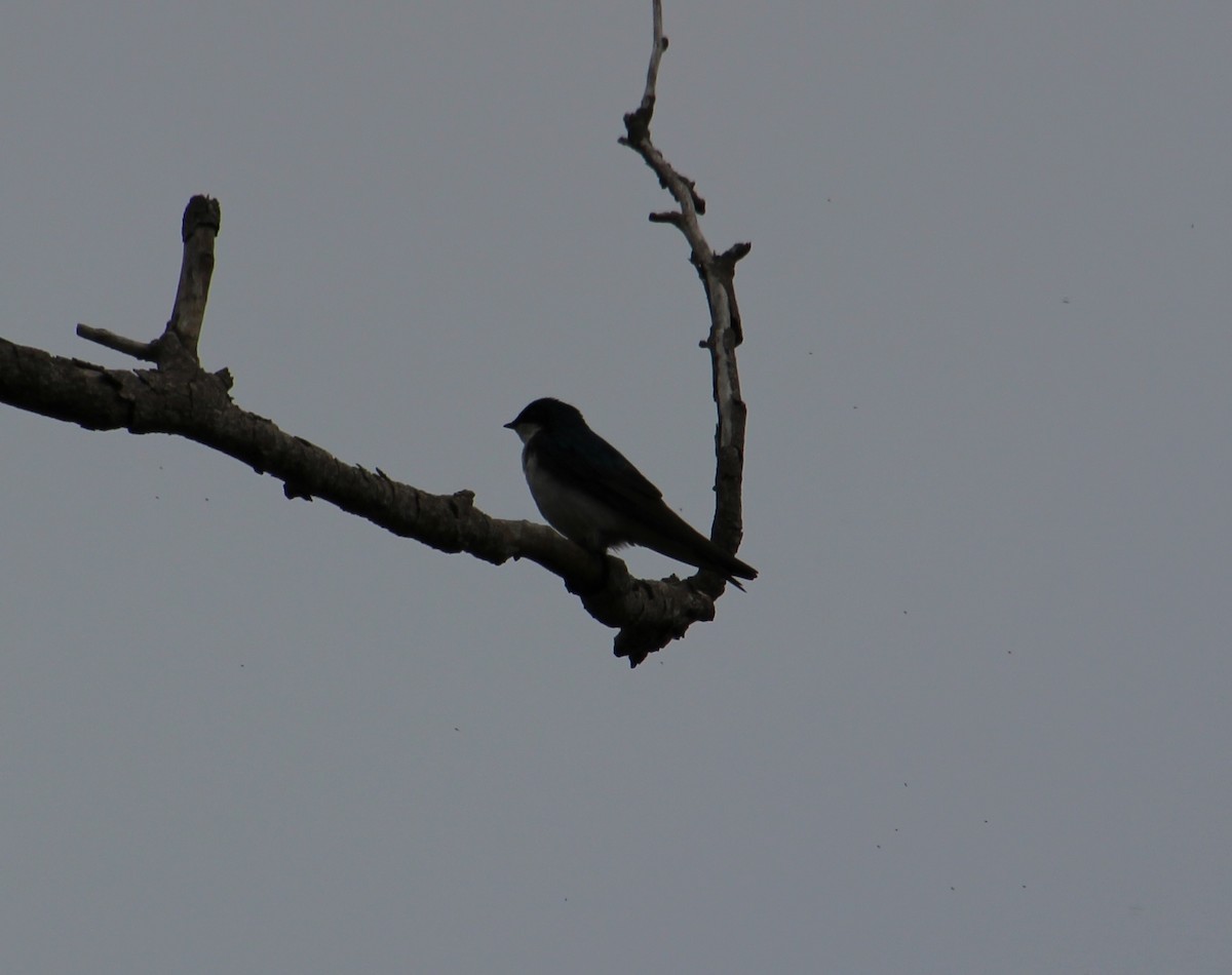 Tree Swallow - Brenda Andrews