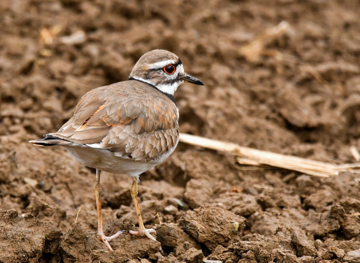 Killdeer - Libby Burtner