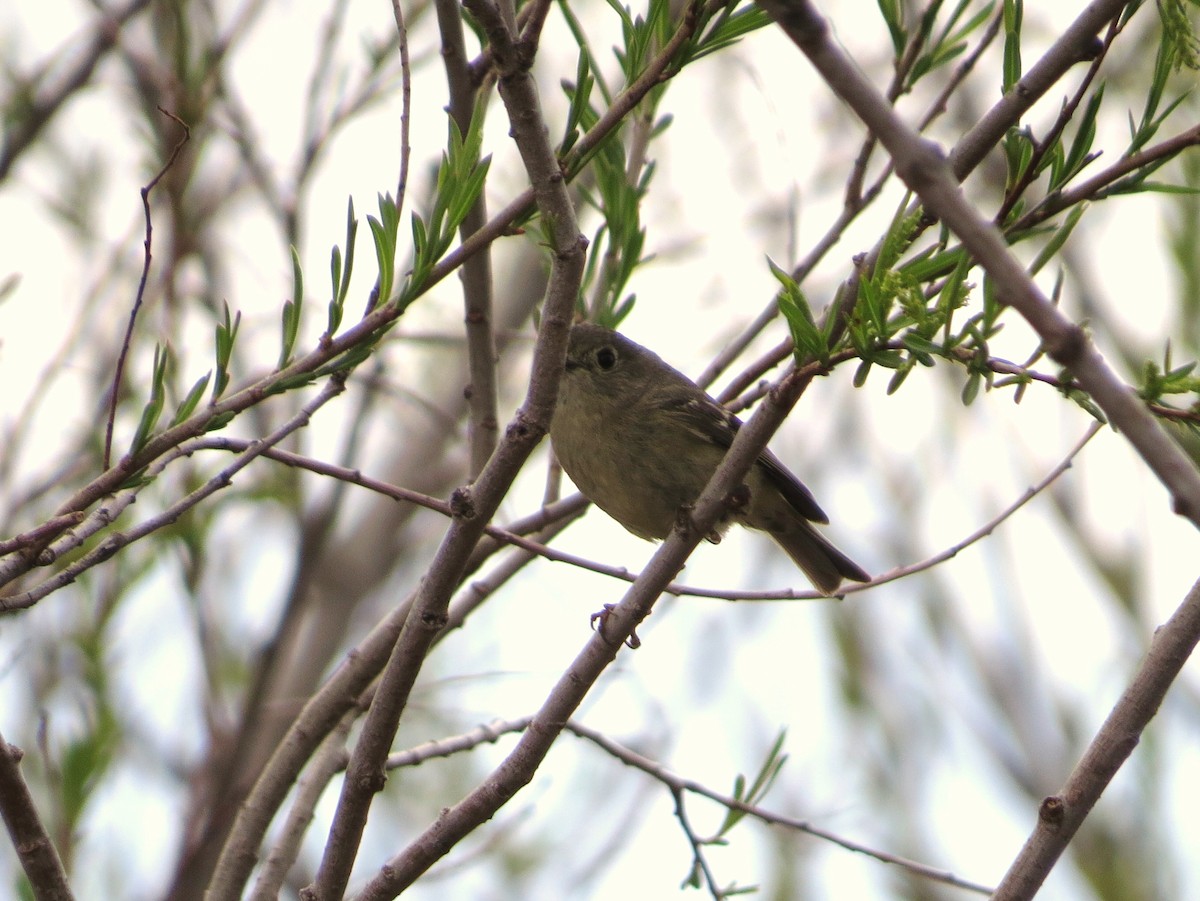 Ruby-crowned Kinglet - Chris Anderson