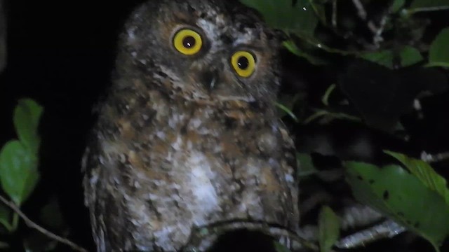 Luzon Scops-Owl - ML618234883