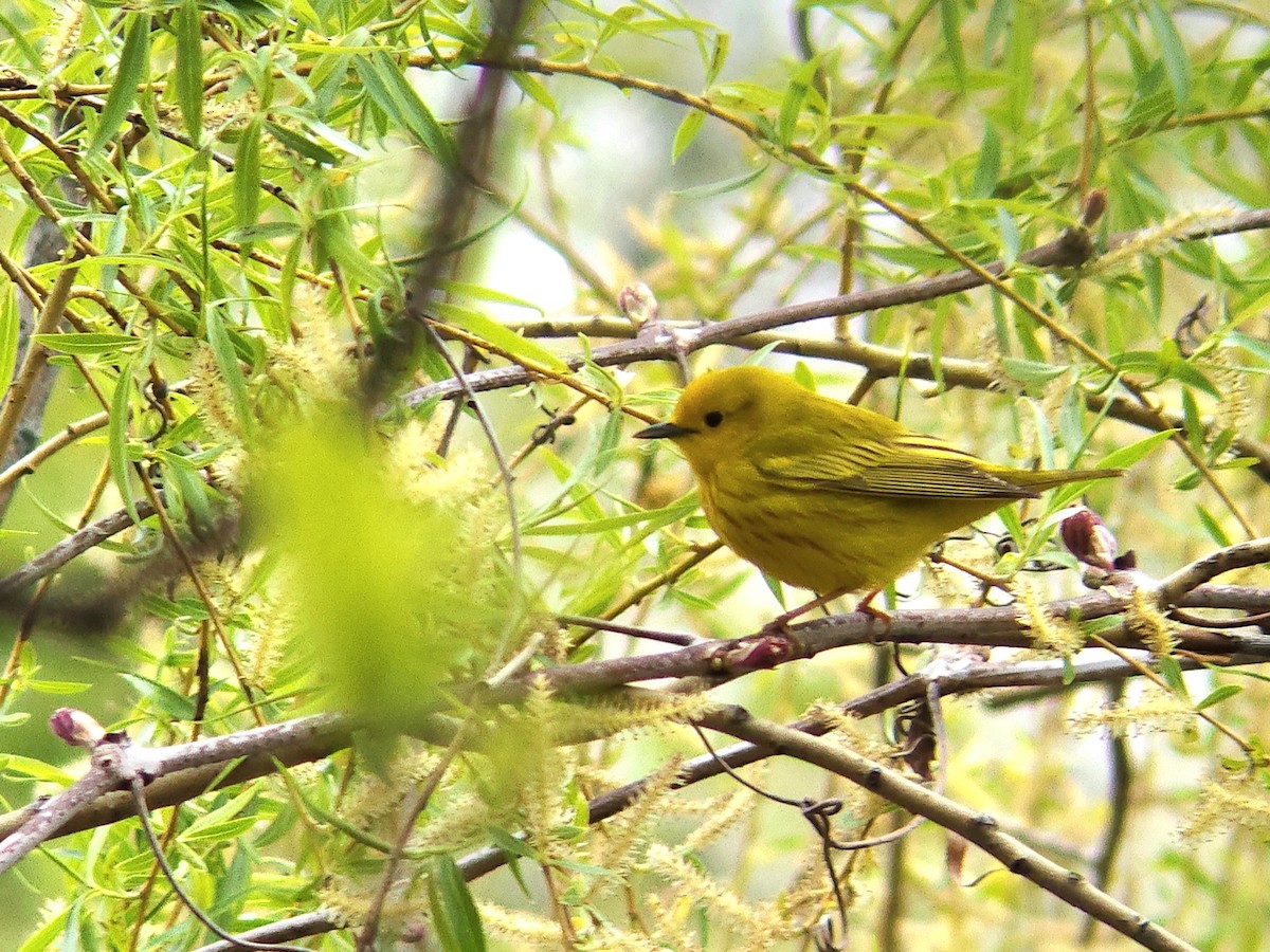 Yellow Warbler - ML618234887