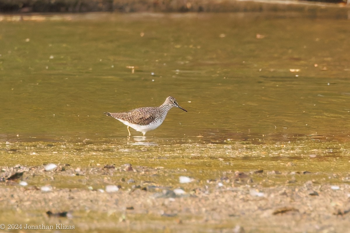 Solitary Sandpiper - ML618234892