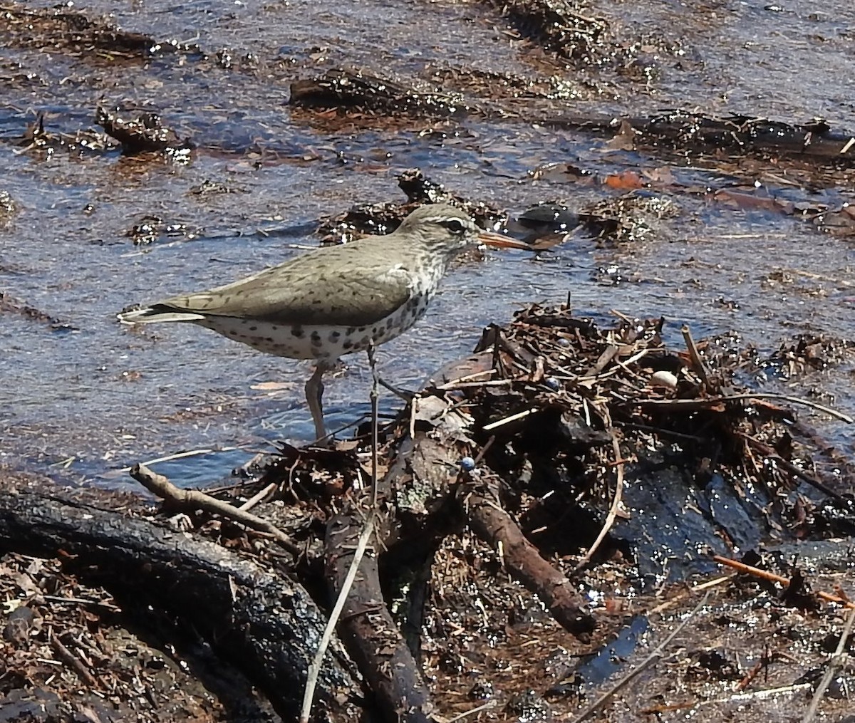 Spotted Sandpiper - Carol Morgan