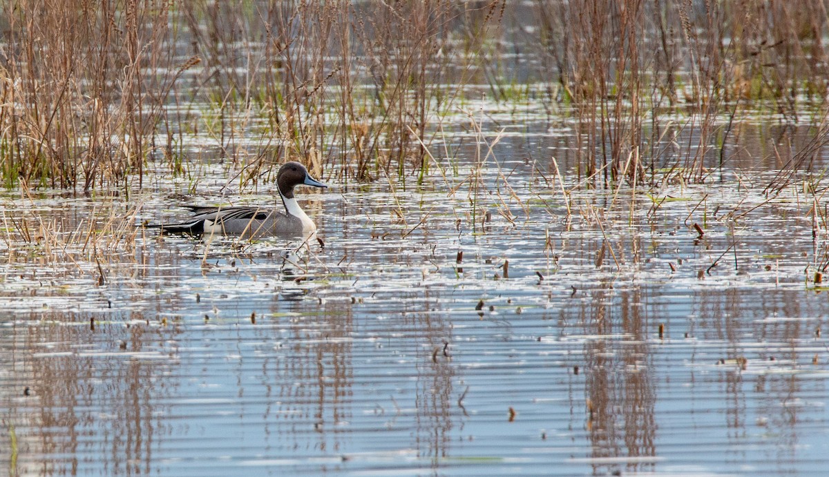 Northern Pintail - jean paquette