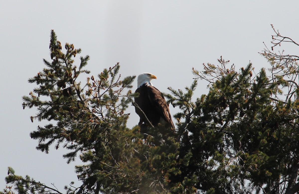 Bald Eagle - Michelle Feng