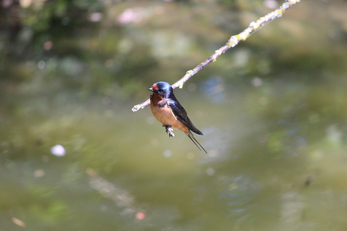 Barn Swallow - Michelle Feng