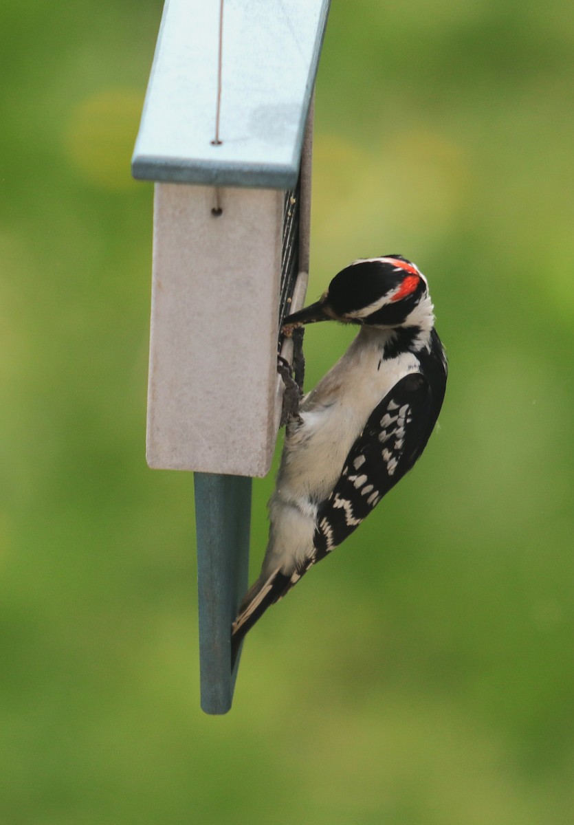 Hairy Woodpecker - Steve Bingham