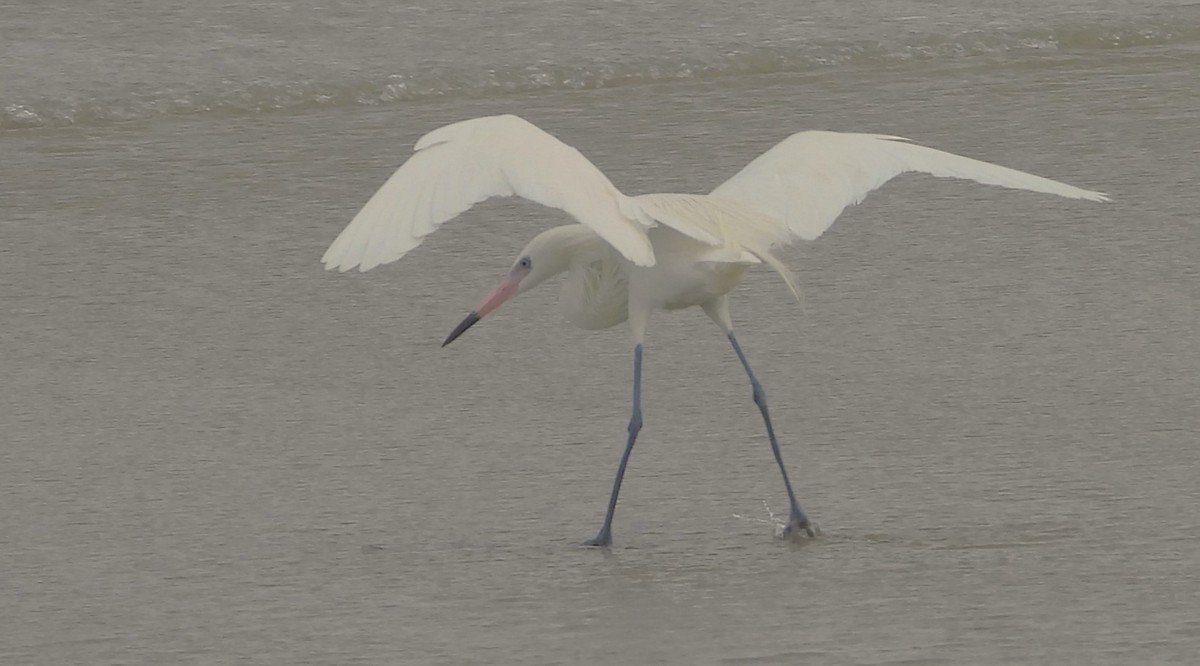 Reddish Egret - Valentina Roumi