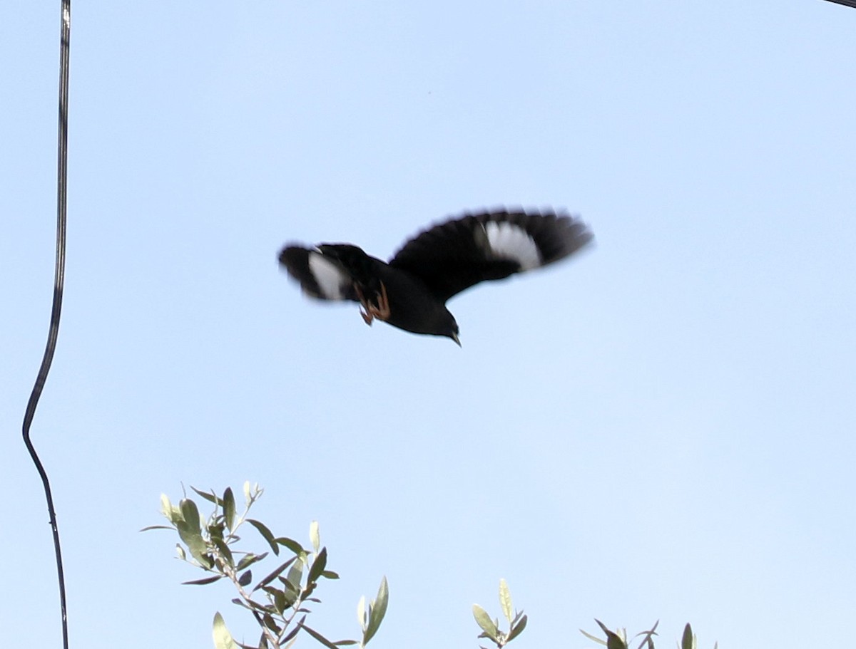 Crested Myna - ML618234969