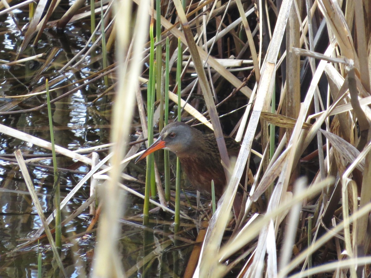 Virginia Rail - Chris Anderson