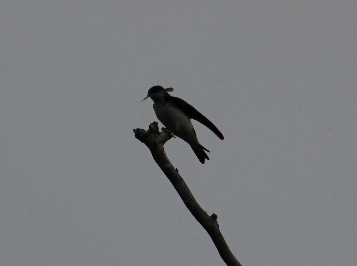 Tree Swallow - Brenda Andrews