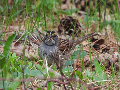 White-throated Sparrow - Julie Perrin