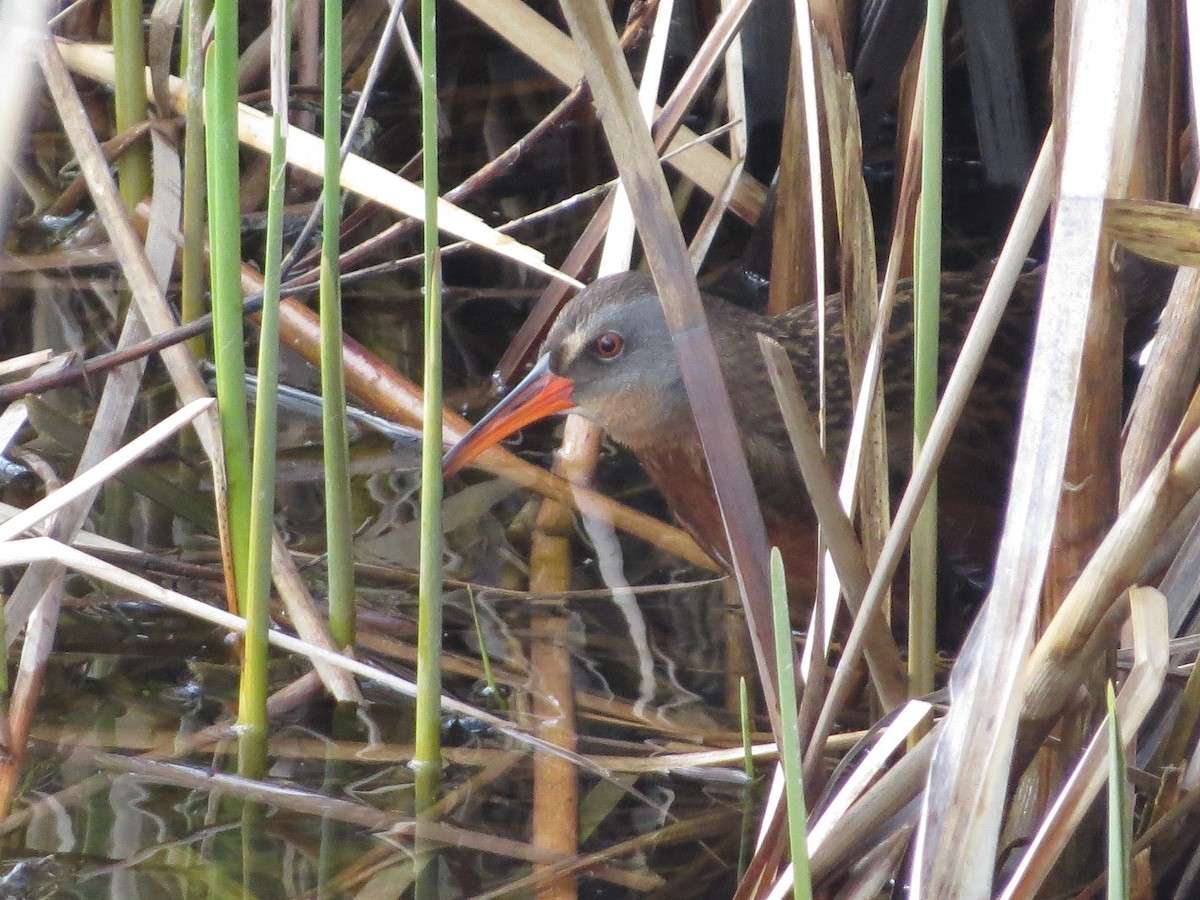 Virginia Rail - Chris Anderson