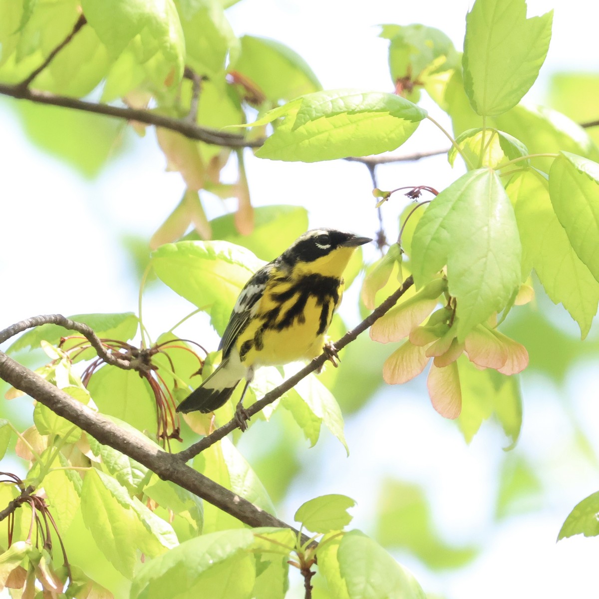 Magnolia Warbler - Parsley Steinweiss