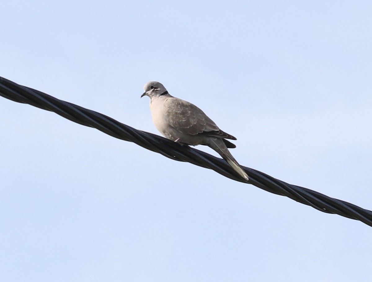 Eurasian Collared-Dove - ML618235052