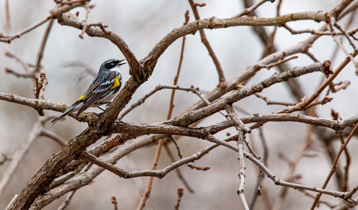 Yellow-rumped Warbler - jean paquette