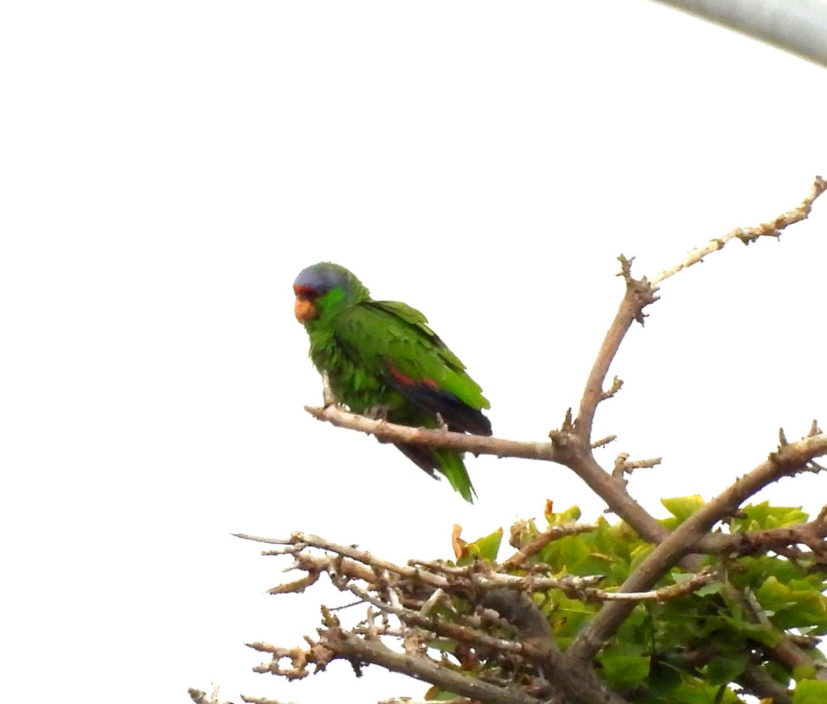 Lilac-crowned Parrot - Sharon Wilcox